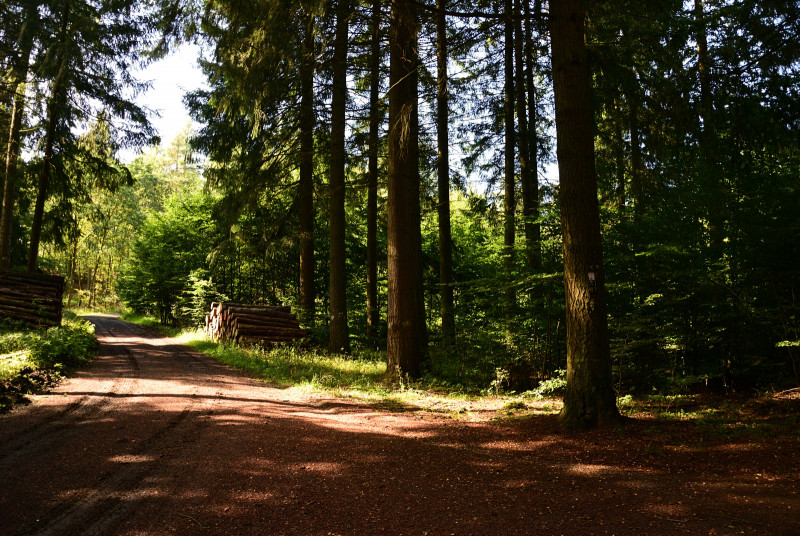 media/image/Douglasien_Wald_Mischwald.jpg